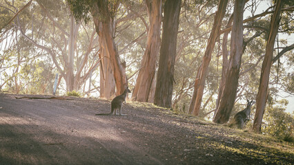 kangaroo deep in the woods