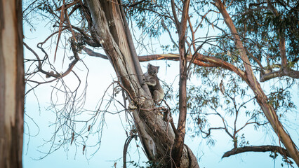 koala on a tree