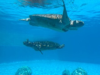 Underwater View of a Sea Turtle – Ocean Wildlife in Crystal Clear Water