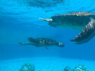 Fototapeta premium Sea Turtle Swimming Underwater in Clear Blue Pool – Marine Life Photography