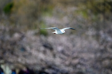 Black-headed Gull flying with cherry blossoms in the background, Tokyo, Japan