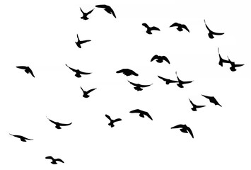 Silhouette of a flock of bird...
