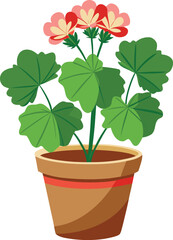 Geranium in clay pot
