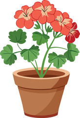 Geranium in clay pot