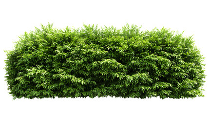 Dense rectangle shaped shrub hedge with vibrant green foliage, creating a natural divider, isolated on a transparent background, PNG image, PNG file.