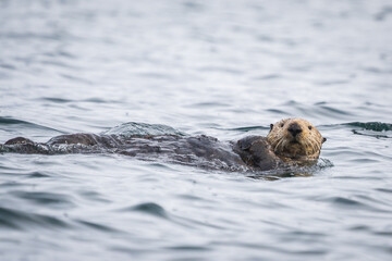 Fototapeta premium Sea Otter 