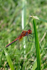 dragonfly on a green leaf