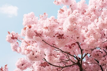 Light Pink Cherry Tree blossom flower cherry.