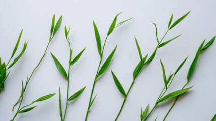 Fototapeta premium A collection of delicate green leaves arranged in a row against a white background, showcasing natural beauty.