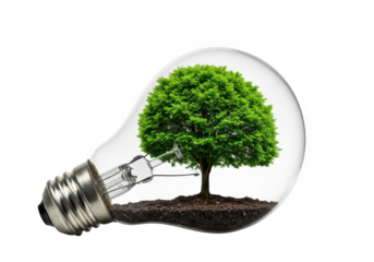 Green tree growing inside a lightbulb isolated on transparent background