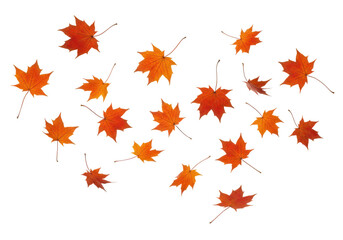 Scattered autumn maple leaves isolated on transparent background