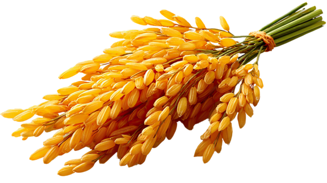 Golden Rice Harvest: A close-up shot of a bundle of golden rice grains, ripe and ready for harvest. The image is a symbol of abundance and nourishment.