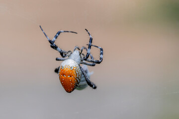 A spider and prey on web