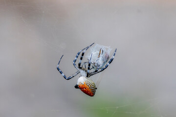 A spider and prey on web
