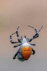 A spider and prey on web