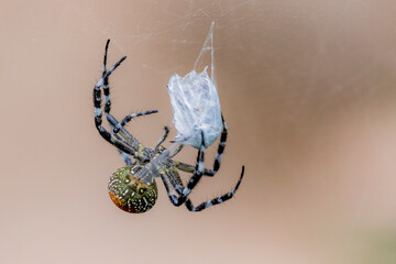 A spider and prey on web