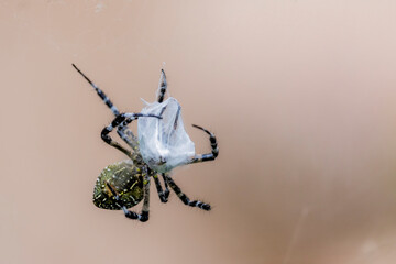 A spider and prey on web