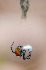 A spider and prey on web