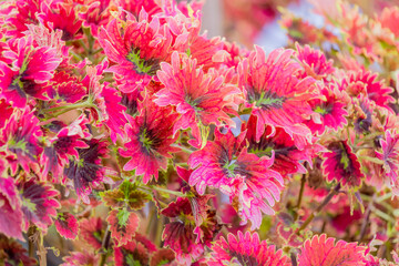 The red Coleus in the garden