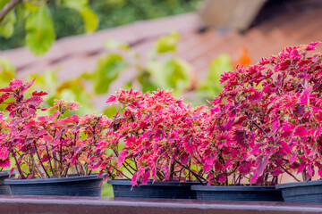 The red Coleus in the garden
