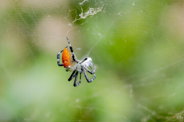 A spider and prey on web