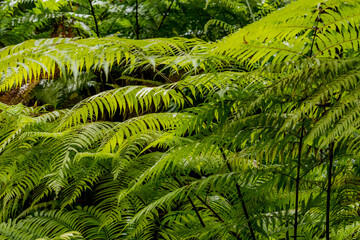 The green fern leaf in the garden