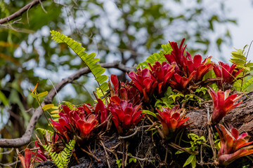 A Bromeliad in the garden