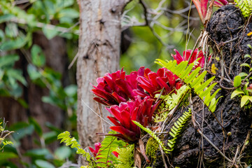 A Bromeliad in the garden