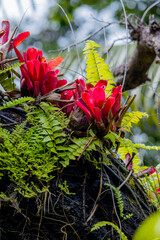 A Bromeliad in the garden