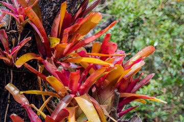 A Bromeliad in the garden