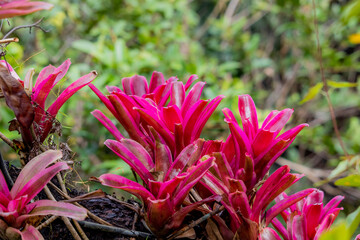 A Bromeliad in the garden