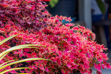 The red Coleus in the garden