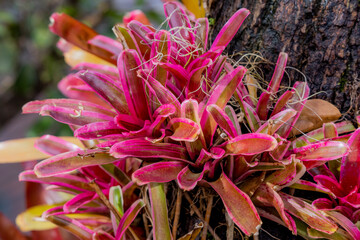 A Bromeliad in the garden