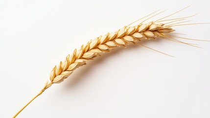 Wheat plant lying down on white background in studio