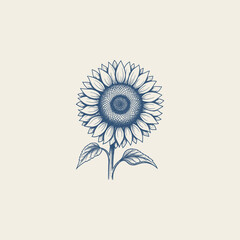 Sunflower head botanical vintage engraving