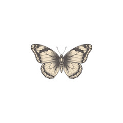 Butterfly insect vintage art