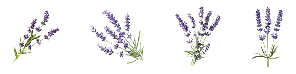 Fototapeta premium Lavender Sprigs in Varying Arrangements on a transparent background Generative AI