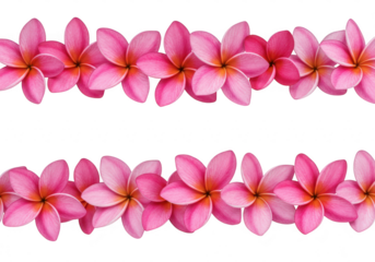 Pink plumeria flowers border isolated on transparent background