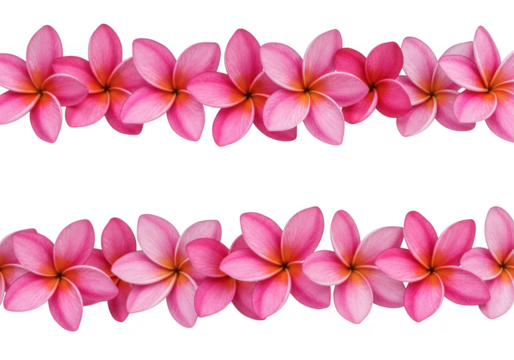 Pink plumeria flowers border isolated on transparent background