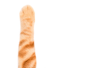 Paw of a red Scottish Straight kitten, closeup, isolated on white background
