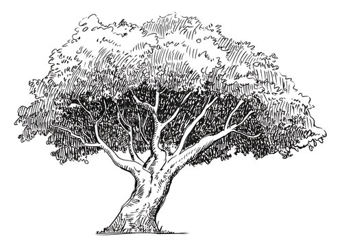 Detailed ink sketch of a mature deciduous tree with a full canopy - Powered by Adobe