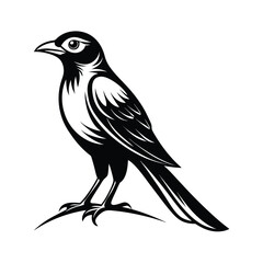 Alert drongo bird perched on a white background detailed line art illustration