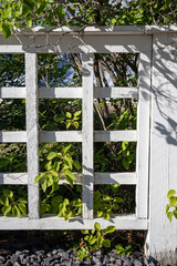 White picket fence and green bushes
