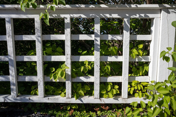 White picket fence and green bushes