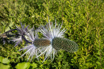 Eryngium Alpinum, the alpine sea holly, alpine eryngo or queen of the Alps flowers