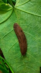 close up shot of slug on leaf.