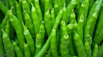 Vibrant green broad bean pods clustered together showcase freshness and natural appeal
