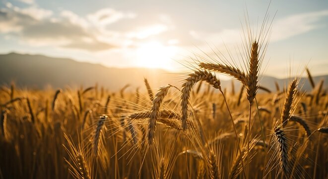 Golden wheat field at sunset with sunbeams and mountains in the background - Powered by Adobe