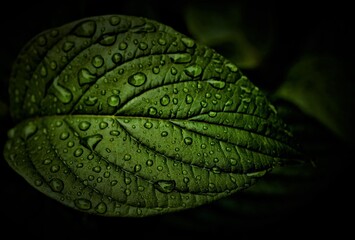green leaf with water drops