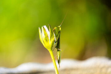 A praying mantis sits on a lotus flower against a green background.